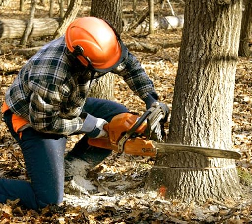 Tree Removal in Montague, NJ